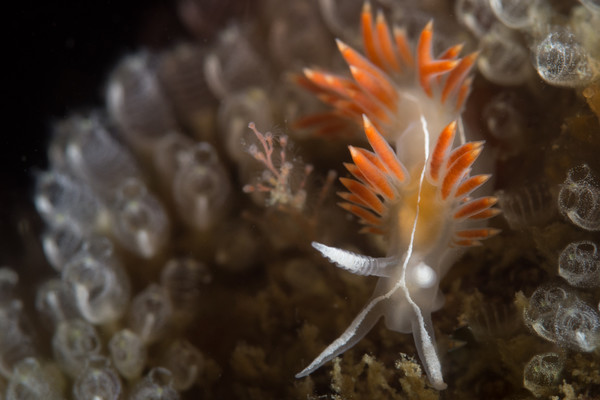 Three lined nudibranch at Keystone