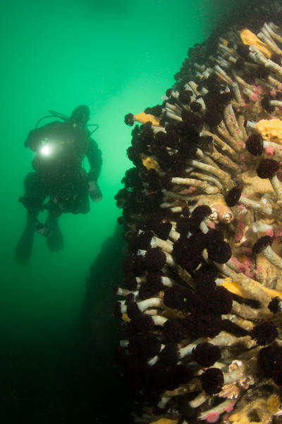 The tube worm wall at Deception Pass