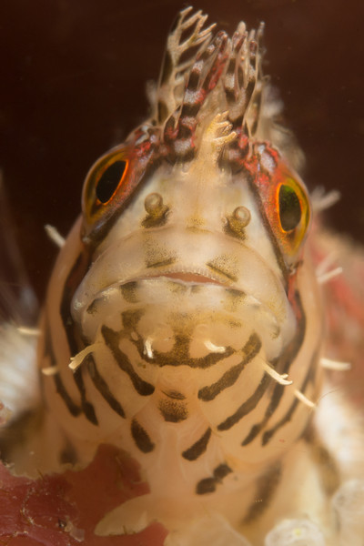 Mosshead warbonnet