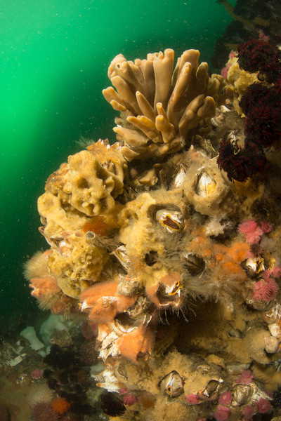 Sponges and barnacles at DP