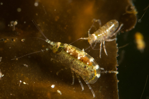 Amphipods