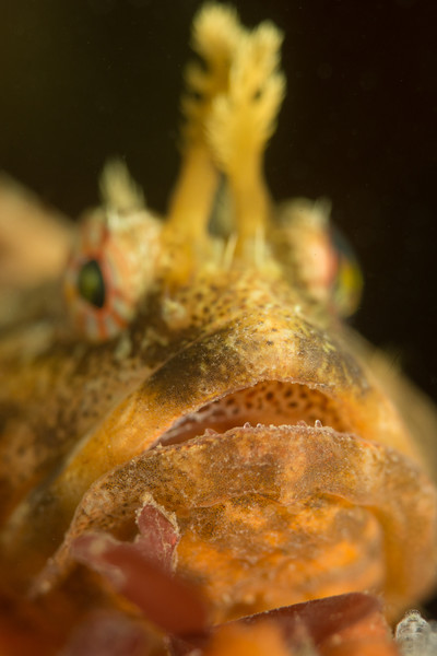 male scalyhead sculpin