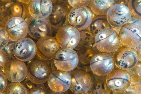 Whitespotted greenling eggs