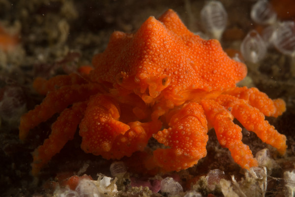 Baby Puget Sound King Crab from keystone