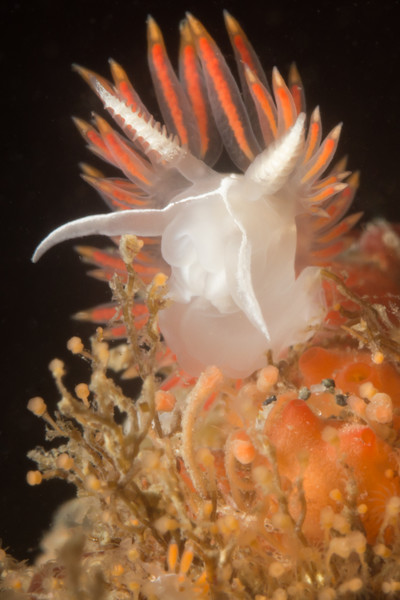 Three lined nudibranch eating orange hydroids