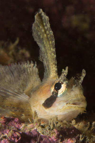 Sailfin Sculpin