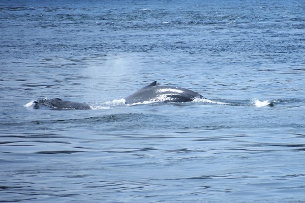 HumpCalf1