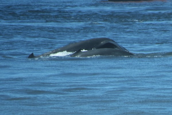 HumpCalf2