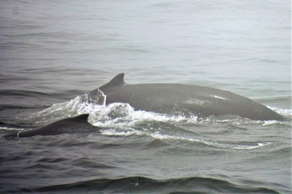 Humpcalf3