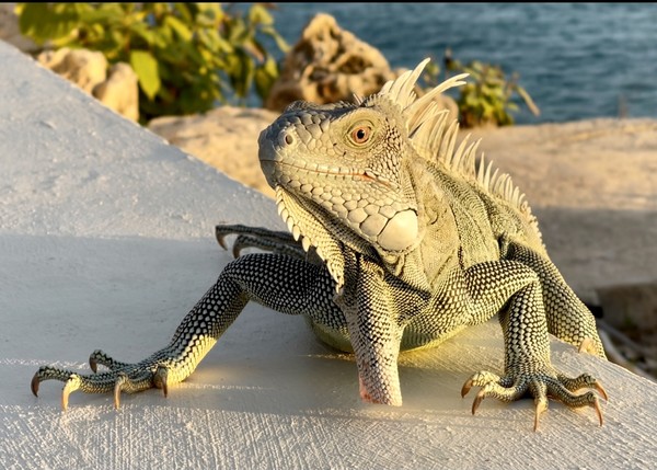Friendly iguana