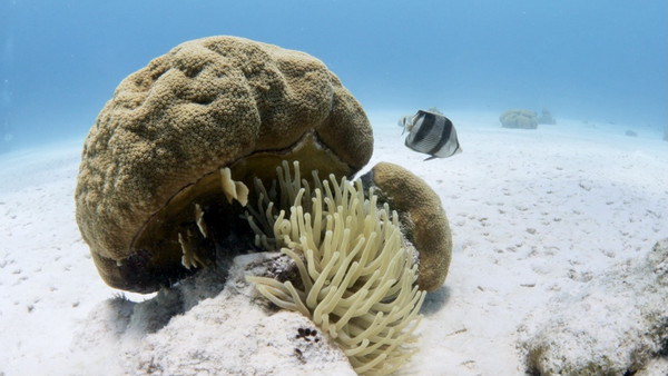 Banded Butterfly Fish and reef