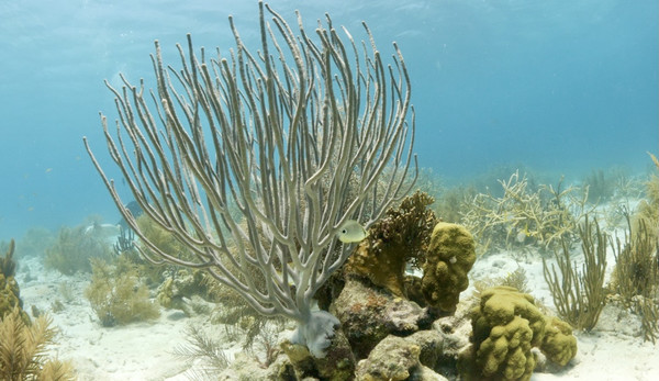 Foureye Butterfly Fish and reef