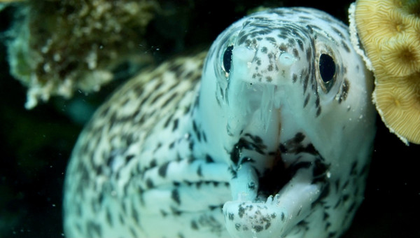 Eel saying hello