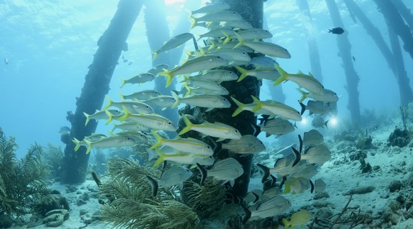 School of Yellowtail Snappers at Salt Pier