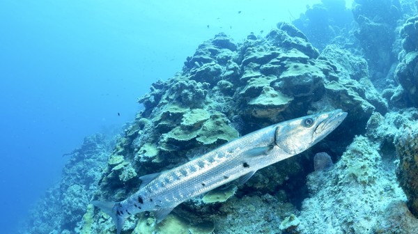 Barracuda looking for a cleaning station