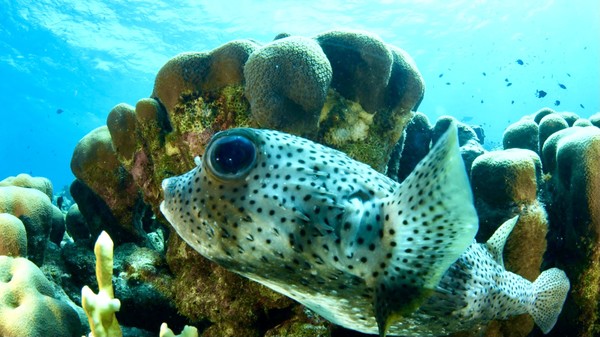 wide-eyed pufferfish