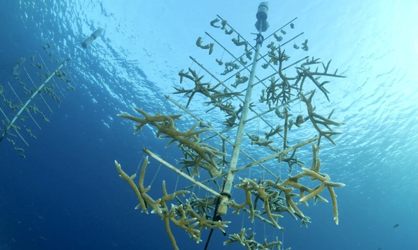 Reef Renewal Project - growing coral to 'replant' in the reef