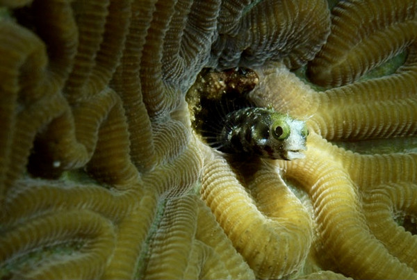 Blenny peeking out of an anemone