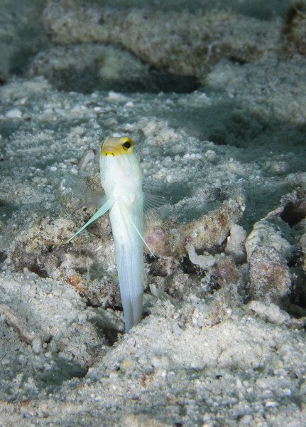 Jawfish