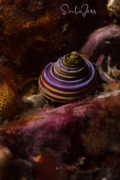 Purple ring topsnail at Copper Cliffs