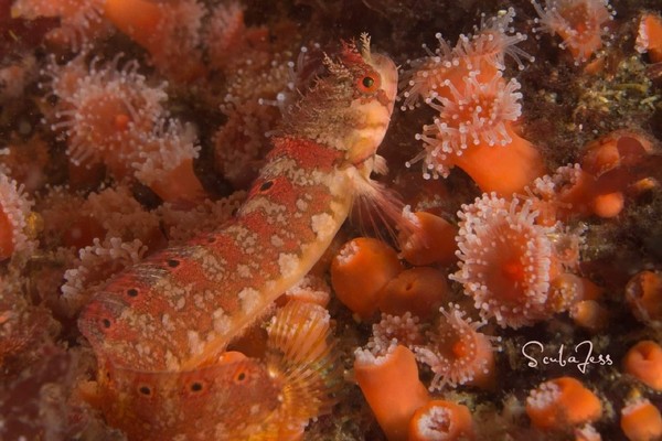 Mosshead Warbonnet frolicking in the strawberry Anemones