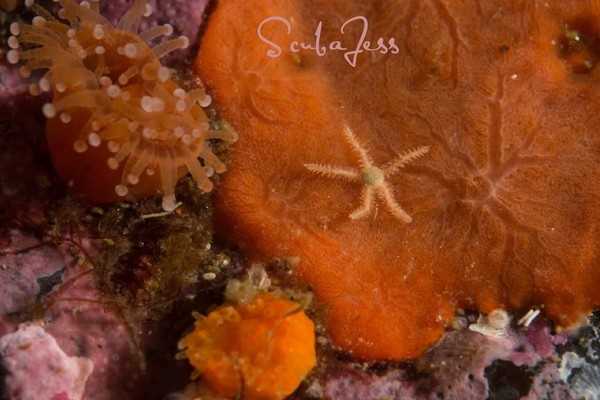 Super tiny baby brittle star at the gully