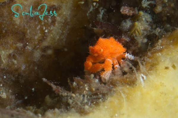 Tiny super cute Baby Puget sound king crab at April Point Wall