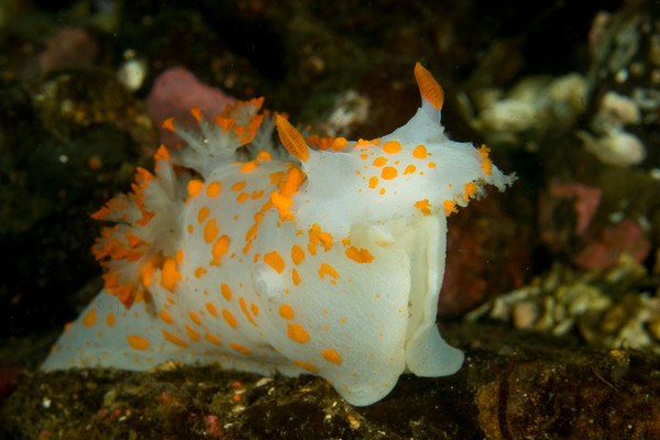 Clown Nudi at Attention Discovery Bay (1 of 1).jpg