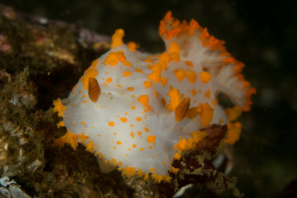 Clown Nudi Close Up at Discovery Bay (1 of 1).jpg