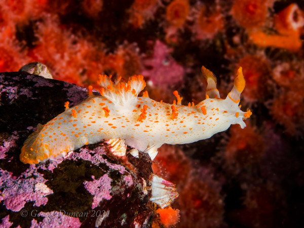 Clown Nudibranch over Strawberry Anenomes.jpg