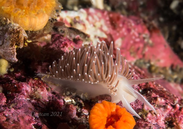 Flabellina Nudibranch.jpg