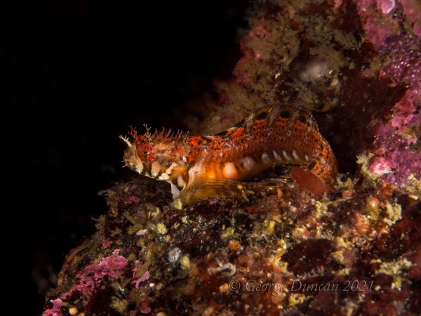 Juvenile Mosshead Warbonnet.jpg