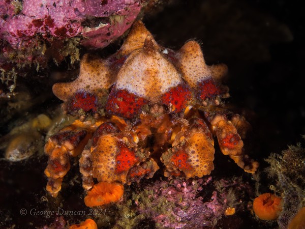 Juvenile Puget Sound King Crab.jpg