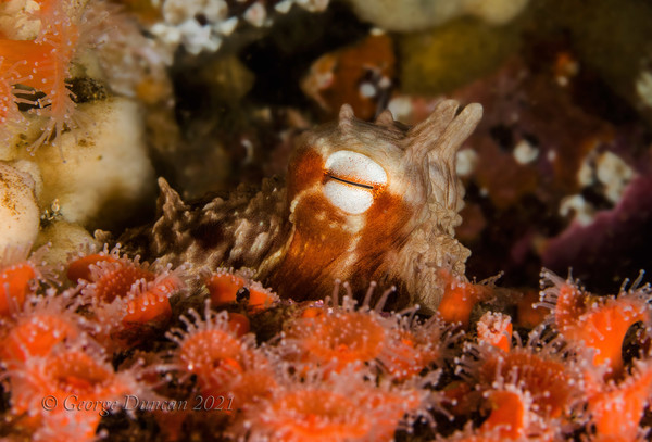 Ocotopus Hiding Behind Strawberry Anenomes.jpg