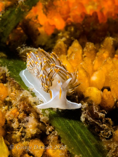 Opalescent Nudibranch.jpg