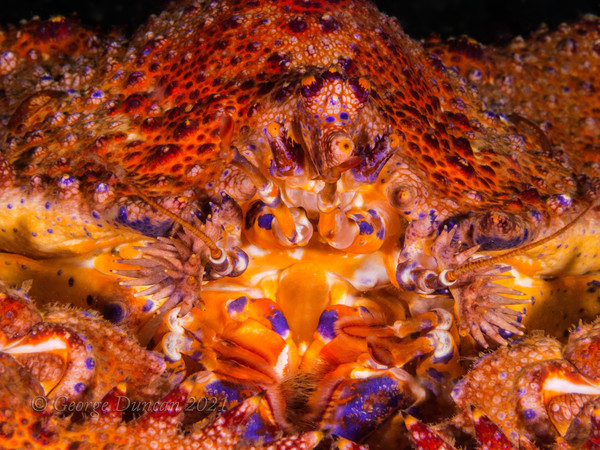 Puget Sound King Crab Face.jpg