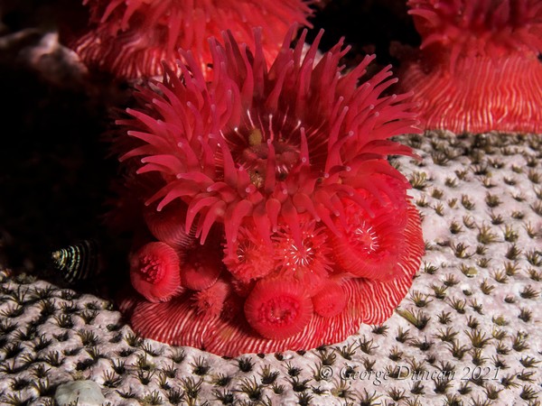 Strawberry Anenome.jpg