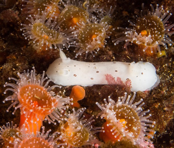 Leopard Dorid in Orange Anenomes.jpg