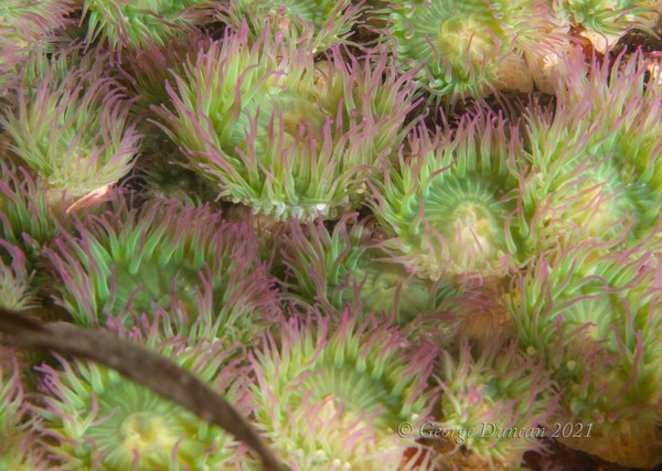 Beautiful Anenome Colors.jpg