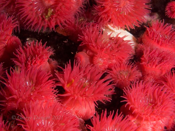 Red Anenomes.jpg