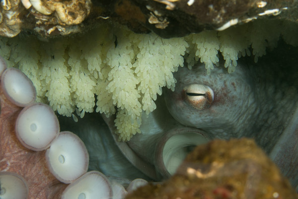 GPO with Eggs by Buoy Line (1 of 1).jpg