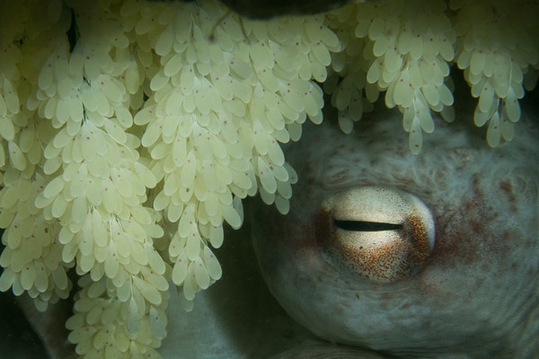 Close Up GPO with Eggs by Buoy Line (1 of 1).jpg