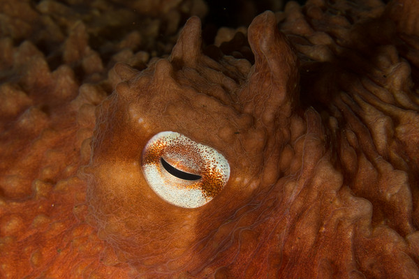 GPO Eye Close Up at Second Pinnacle (1 of 1).jpg