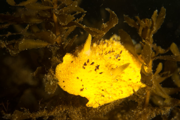 Nudi Exploring at Elephant Wall (1 of 1).jpg