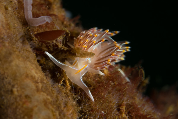 Nudi on the Flagpole Rope (1 of 1).jpg