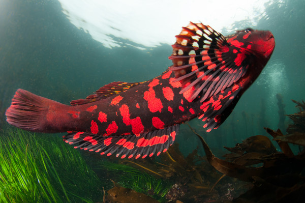 We got flashed by this Rock Greenling at Salt Creek