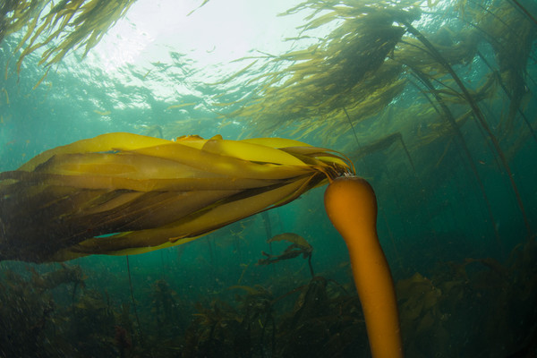 Kelp beds in Browning Pass