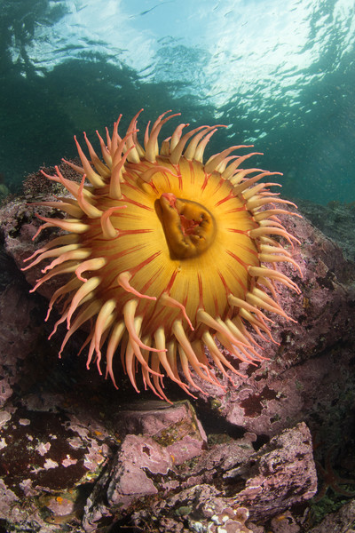 Fish Eating Anemones in Browning Pass