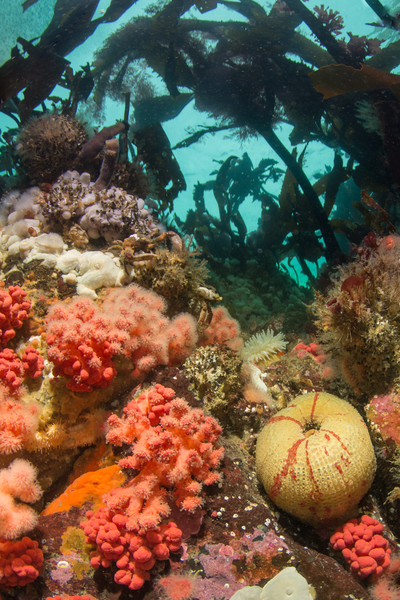 Under the kelp canopy at Seven Tree Island