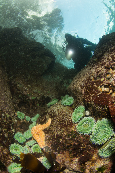 Surf anemones in Browning Pass